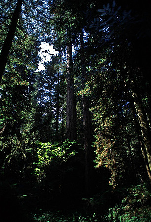 47979_B18_SL_COLOR_REDWOOD_CA_97_07.jpg