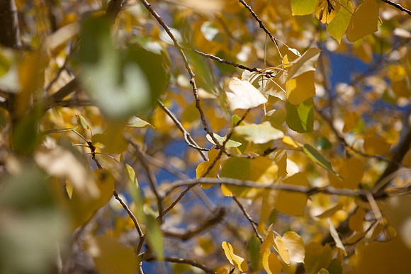 0019_Aspen_To_Jackson_Hole_Wyoming_5L8Y6793