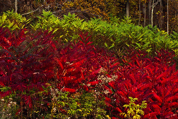0258_FM_COLOR_MINESOTA_99_81.jpg