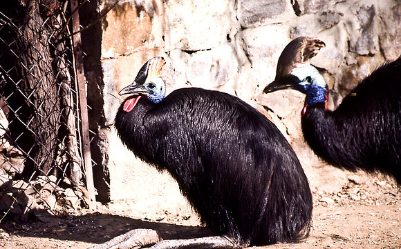 47298_SL_COLOR_INDIA_1987_2