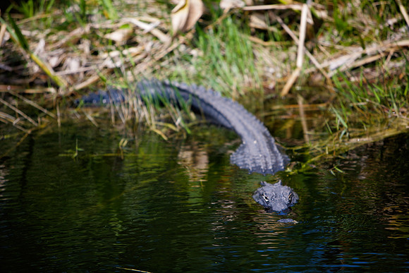 84673_ZV4N_1383_Everglades_Shark_Valley_FL_USA
