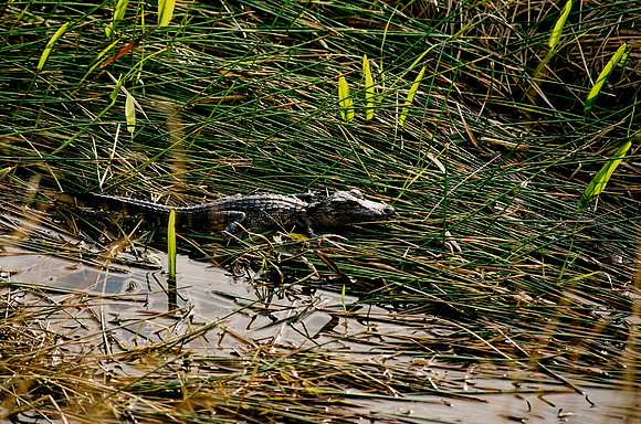 84694_EVERGLADES 33942__Azuley-R8-13