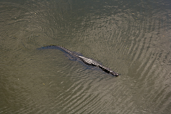 84673_ZV4N_1457_Everglades_Shark_Valley_FL_USA