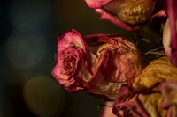 20140722_Roses_Dry_Studio_Shots_CG3P0284