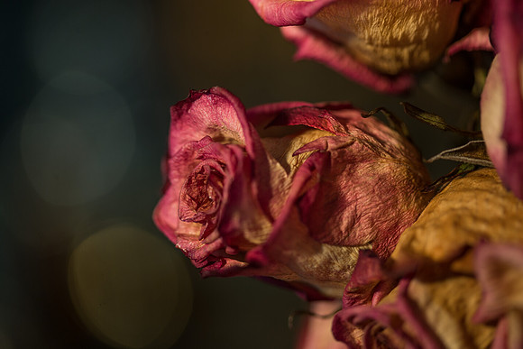 20140722_Roses_Dry_Studio_Shots_CG3P0284