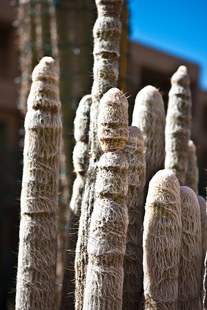 0031_La_Arizona_5L8Y5512