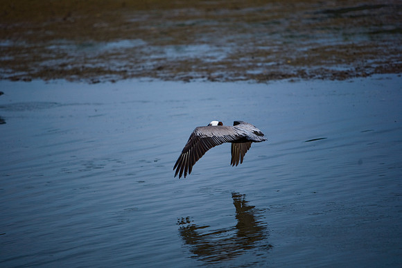 85544_ZV4N7084_Miami_To_Sanibel_Island_FL