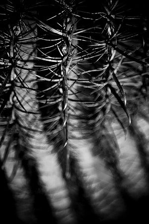 0031_La_Arizona_5L8Y5120