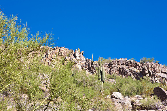 0031_DG_Cactus_Scottsdale_AZ_USA_2009_5L8Y5202