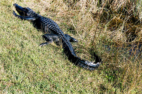 84694_EVERGLADES 33942R5__Azuley-R5-3A