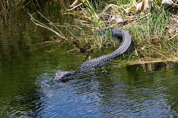 84673_ZV4N_1376_Everglades_Shark_Valley_FL_USA