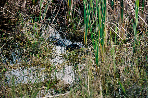 84694_EVERGLADES 33937__Azuley-R3-37