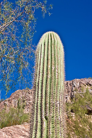 0031_La_Arizona_5L8Y5285