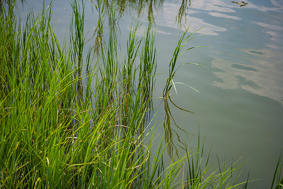 20060702_South_Carolina_ZV4N310