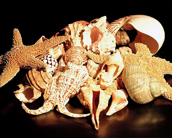8488_4_Shells_Mix_05