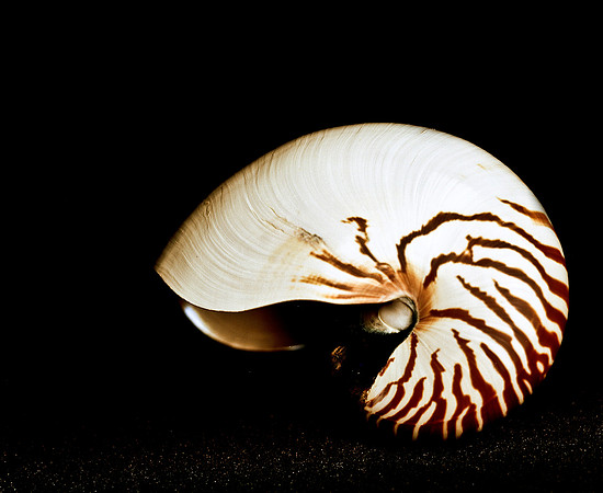42472_FM_4X5_COLOR_NATNAUT_SHELLS_FL_04_21.jpg