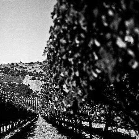 6039_FM_BW_NAPA_AND_PACIFIC_CA_05_9.jpg