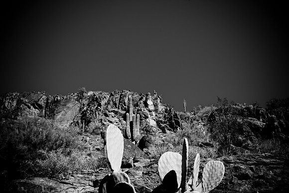 0031_DG_Cactus_Scottsdale_AZ_USA_2009_5L8Y5206