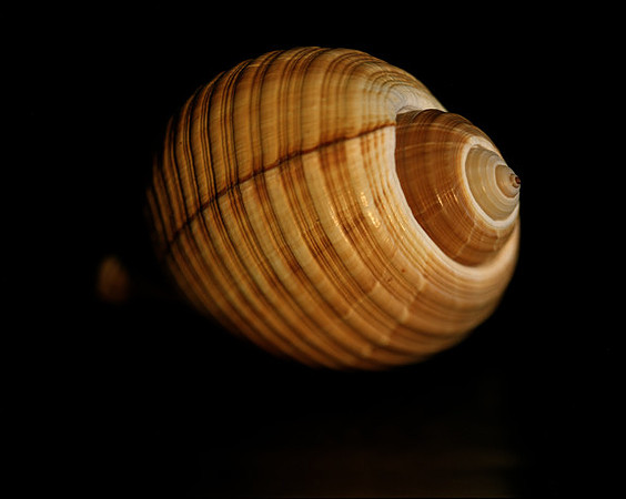 42461_Shells_A