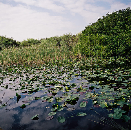 33931_FM_COLOR_SQ_EVERGLADES_FL_03_07.tif