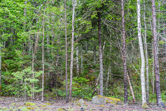 20060627_Maine_ZV4N0880
