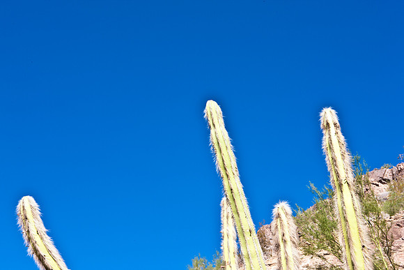 0031_DG_Cactus_Scottsdale_AZ_USA_2009_5L8Y5218