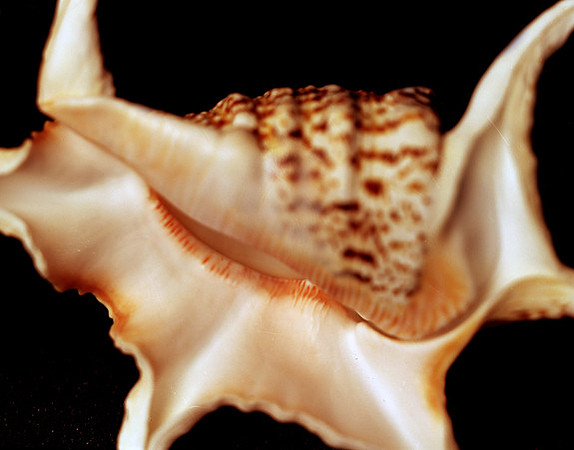 42470_B_Shells_
