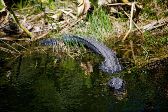 84673_ZV4N_1382_Everglades_Shark_Valley_FL_USA