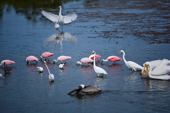 85544_ZV4N7082_Miami_To_Sanibel_Island_FL