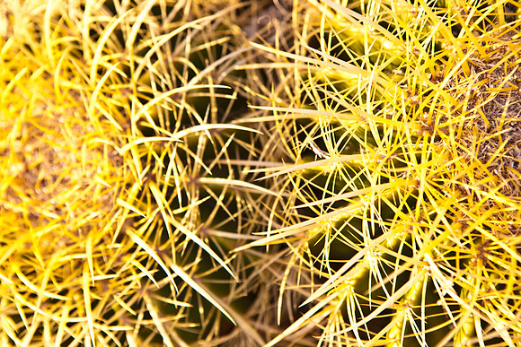 0031_La_Arizona_5L8Y5100