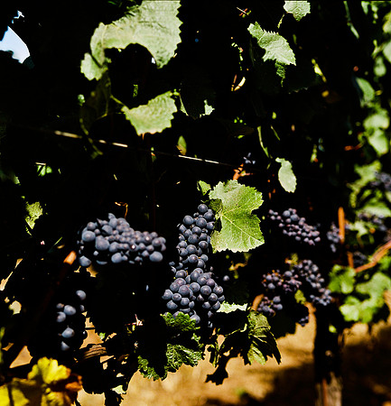6045_FM_COLOR_SQ_CALIFORNIA_USA_05.jpg