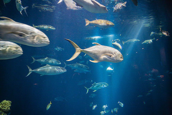 20060702_South_Carolina_ZV4N1458