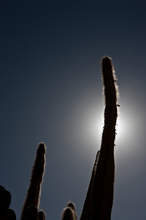 0031_La_Arizona_5L8Y5524