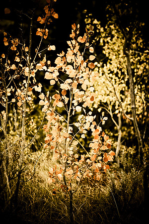 0020_Wyonming_To_Ketchem_Sun_Valley_ID_5L8Y7406