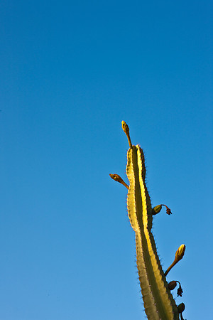 0031_La_Arizona_5L8Y5102