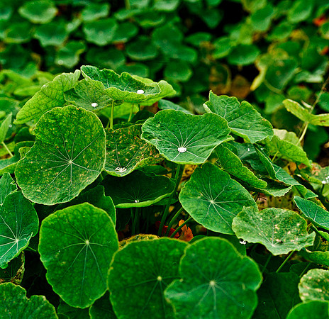 6043_COLOR_SQ_MANDACINO_HEADLANDS_SP_CALFORNIA_05_7.jpg
