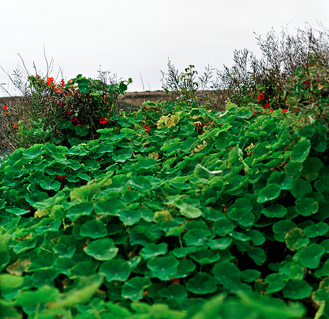 6043_COLOR_SQ_MANDACINO_HEADLANDS_SP_CALFORNIA_05_11.jpg