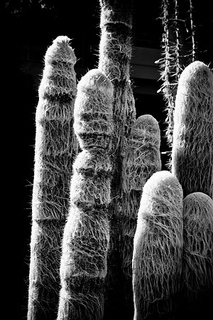 0031_La_Arizona_5L8Y5510