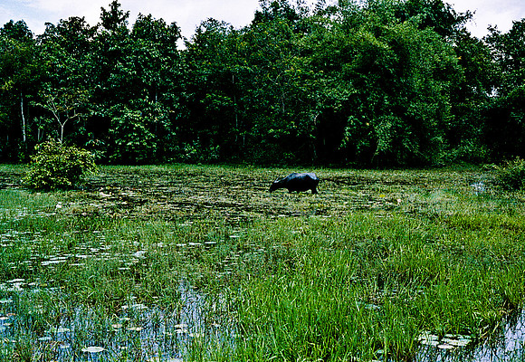 62440_2008_FM_Color_Cambodia742