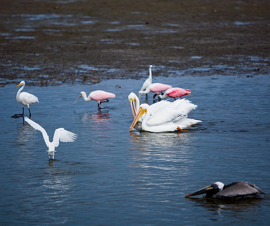 85540_ZV4N7075_Miami_To_Sanibel_Island_FL_Sanibel_FL_USA