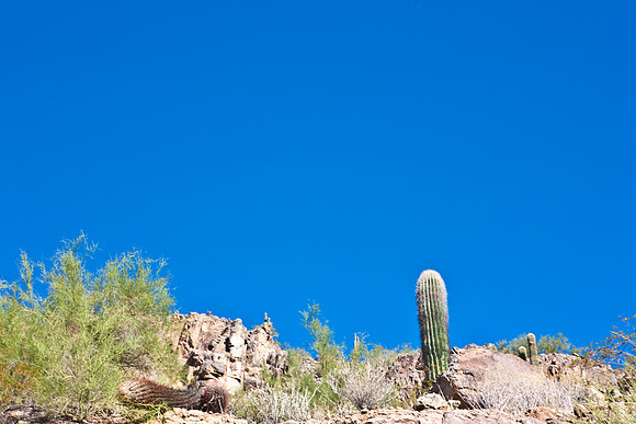 0031_DG_Cactus_Scottsdale_AZ_USA_2009_5L8Y5222