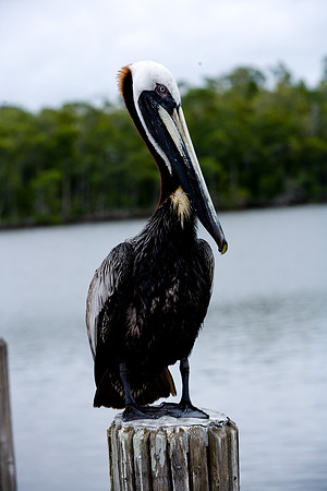 85538_20080323-ZV4N7970_Miami_To_Sanibel_Island_Florida_Everglades_FL_USA
