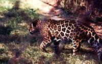 47306_SL_COLOR_INDIA_1987_12