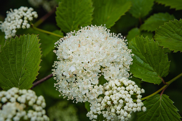 20060627_Maine_ZV4N0915