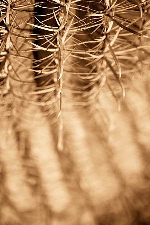0031_La_Arizona_5L8Y5122-2