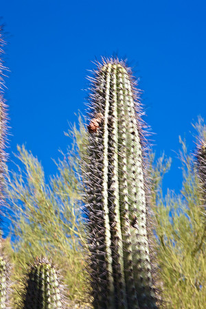 0031_DG_Cactus_Scottsdale_AZ_USA_2009_5L8Y5275
