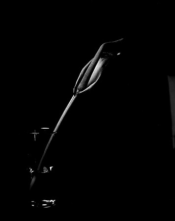 42442_FM_4X5_BW_SPATHPHYLLUM_LILLY_SHELLS_FL_04_10.jpg