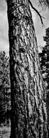 7575_FM_BW_CA_RED_WOODS_01_8.jpg