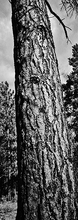7575_FM_BW_CA_RED_WOODS_01_8.jpg