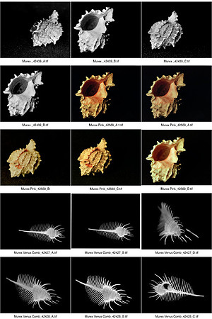 Shells_Contact_Sheet_06